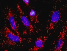 Anti-CDC6 antibody produced in rabbit purified immunoglobulin, buffered aqueous solution
