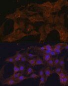 Anti-BAX antibody produced in rabbit