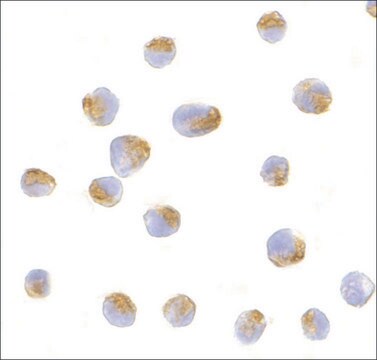 Anti-BCL-B antibody produced in rabbit affinity isolated antibody, buffered aqueous solution