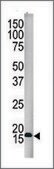 Anti-SUMO4 (center) antibody produced in rabbit saturated ammonium sulfate (SAS) precipitated, buffered aqueous solution