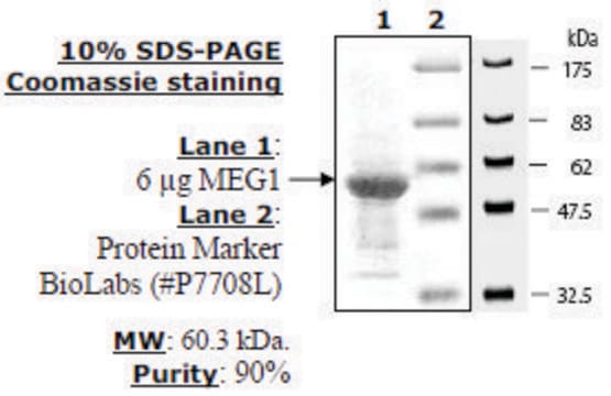 MEG-1 Active human recombinant, expressed in E. coli, &#8805;90% (SDS-PAGE)