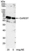 Rabbit anti-CoREST Antibody, Affinity Purified Powered by Bethyl Laboratories, Inc.