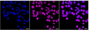 Anti Bromodomain containing 2 Antibody, clone 23GB1645, Rabbit Monoclonal clone 23GB1645, recombinant rabbit monoclonal, expressed in HEK293 cells