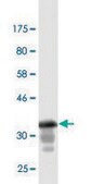 Monoclonal Anti-GML, (C-terminal) antibody produced in mouse clone 1E7, purified immunoglobulin, buffered aqueous solution