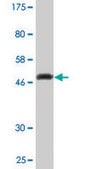 Monoclonal Anti-KCNIP1 antibody produced in mouse clone 3D9, purified immunoglobulin, buffered aqueous solution