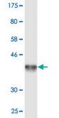 Monoclonal Anti-FZD7 antibody produced in mouse clone 4D9, purified immunoglobulin, buffered aqueous solution