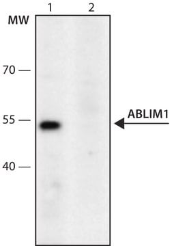 Anti-ABLIM1 (116-130) antibody produced in rabbit IgG fraction of antiserum