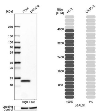 Anti-LGALS1 Prestige Antibodies® Powered by Atlas Antibodies, affinity isolated antibody, buffered aqueous glycerol solution