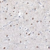 Anti-SERINC3 antibody produced in rabbit Prestige Antibodies&#174; Powered by Atlas Antibodies, affinity isolated antibody, buffered aqueous glycerol solution