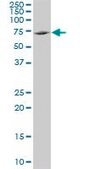 Monoclonal Anti-TXNDC3 antibody produced in mouse clone 1G5, purified immunoglobulin, buffered aqueous solution