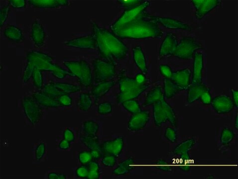 Monoclonal Anti-FHL5 antibody produced in mouse clone 1G12-D2, purified immunoglobulin, buffered aqueous solution