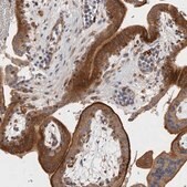 Anti-BNIP2 antibody produced in rabbit Prestige Antibodies&#174; Powered by Atlas Antibodies, affinity isolated antibody, buffered aqueous glycerol solution