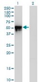 Monoclonal Anti-KLF8, (N-terminal) antibody produced in mouse clone 3F10, purified immunoglobulin, buffered aqueous solution