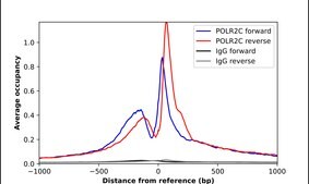 Anti-POLR2C antibody produced in rabbit Prestige Antibodies&#174; Powered by Atlas Antibodies, affinity isolated antibody, buffered aqueous glycerol solution