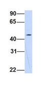 Anti-WDSOF1 antibody produced in rabbit affinity isolated antibody
