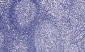 Anti-p75NTR Antibody, clone 1N3 ZooMAb® Rabbit Monoclonal recombinant, expressed in HEK 293 cells