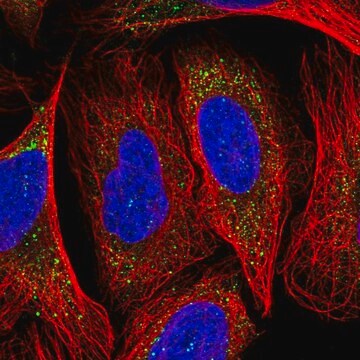Anti-NECAP1 antibody produced in rabbit Prestige Antibodies&#174; Powered by Atlas Antibodies, affinity isolated antibody
