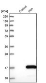 Anti-INIP antibody produced in rabbit Prestige Antibodies® Powered by Atlas Antibodies, affinity isolated antibody, buffered aqueous glycerol solution