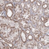 Anti-MTG1 antibody produced in rabbit Prestige Antibodies&#174; Powered by Atlas Antibodies, affinity isolated antibody, buffered aqueous glycerol solution