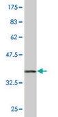 Monoclonal Anti-TRIM25 antibody produced in mouse clone 5C3, purified immunoglobulin, buffered aqueous solution