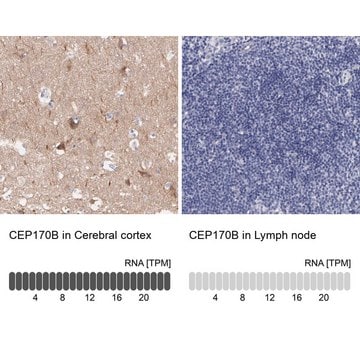 Anti-CEP170B antibody produced in rabbit Prestige Antibodies&#174; Powered by Atlas Antibodies, affinity isolated antibody, buffered aqueous glycerol solution