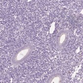Anti-IL4 antibody produced in rabbit Prestige Antibodies® Powered by Atlas Antibodies, affinity isolated antibody