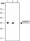 Anti-EXOSC7 (N-terminal) antibody produced in rabbit ~1.0 mg/mL, affinity isolated antibody