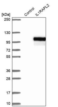 Anti-IL1RAPL2 antibody produced in rabbit Prestige Antibodies&#174; Powered by Atlas Antibodies, affinity isolated antibody, buffered aqueous glycerol solution