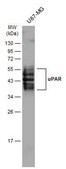 Anti-PLAUR antibody produced in rabbit affinity isolated antibody, buffered aqueous solution