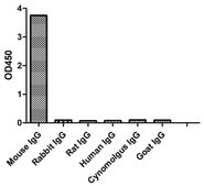 Alpaca Anti-Mouse IgG3(Fc&#947;) HRP single domain Antibody recombinant Alpaca(VHH) Nano antibody