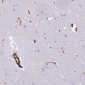 Anti-NXPH1 antibody produced in rabbit Prestige Antibodies&#174; Powered by Atlas Antibodies, affinity isolated antibody, buffered aqueous glycerol solution