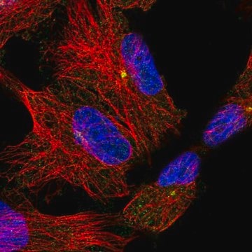 Anti-ADGRB2 antibody produced in rabbit Prestige Antibodies&#174; Powered by Atlas Antibodies, affinity isolated antibody