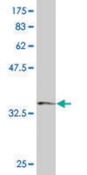 Monoclonal Anti-SH3BP4, (N-terminal) antibody produced in mouse clone 2B6, purified immunoglobulin, buffered aqueous solution