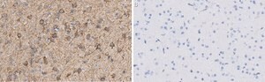 Anti-MAP2 Antibody, clone AP20 ZooMAb&#174; Mouse Monoclonal recombinant, expressed in HEK 293 cells