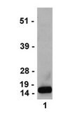 Anti-trimethyl-Histone H3 (Lys4) Antibody, clone MC315, rabbit monoclonal culture supernatant, clone MC315, Upstate&#174;