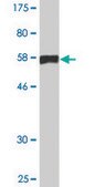 Monoclonal Anti-C10orf81 antibody produced in mouse clone 3B6, purified immunoglobulin, buffered aqueous solution