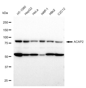 KD-Validated Anti ACAP2 Antibody, clone 23GB1565, Rabbit Monoclonal clone 23GB1565, recombinant rabbit monoclonal, expressed in HEK293 cells