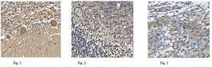Anti-Versican Antibody, clone 8D8.1 clone 8D8.1, from mouse