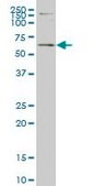 Monoclonal Anti-ERF antibody produced in mouse clone 3F11, purified immunoglobulin, buffered aqueous solution
