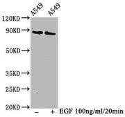 Anti-phospho-BRAF (T401) antibody, clone 4B9, Rabbit Monoclonal recombinant, expressed in HEK293F cells
