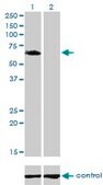 Monoclonal Anti-GGA1 antibody produced in mouse clone 1G8, purified immunoglobulin, buffered aqueous solution