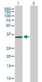 Anti-MGC16943 antibody produced in mouse purified immunoglobulin, buffered aqueous solution