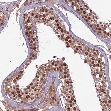 Anti-C3orf70 antibody produced in rabbit Prestige Antibodies&#174; Powered by Atlas Antibodies, affinity isolated antibody, buffered aqueous glycerol solution