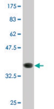 Monoclonal Anti-SIRT4, (C-terminal) antibody produced in mouse clone 1C8, purified immunoglobulin, buffered aqueous solution