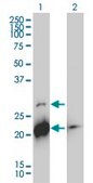 Monoclonal Anti-BID antibody produced in mouse clone 3F3-1A3, purified immunoglobulin, buffered aqueous solution
