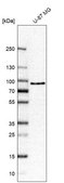 Anti-FIG4 antibody produced in rabbit Prestige Antibodies® Powered by Atlas Antibodies, affinity isolated antibody