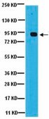 Anti-Glucose Regulating Protein 94 (GRP94) Antibody serum, from rabbit