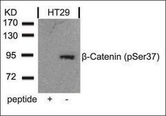 Anti-phospho-CTNNB1 (pSer37) antibody produced in rabbit affinity isolated antibody