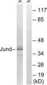 Anti-JUND antibody produced in rabbit affinity isolated antibody