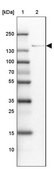 Anti-ADAMTSL1 antibody produced in rabbit Prestige Antibodies&#174; Powered by Atlas Antibodies, affinity isolated antibody, buffered aqueous glycerol solution